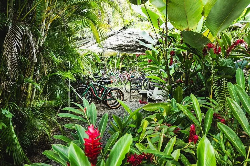 Jardín tropical con heliconias rojas y bicicletas bajo los árboles