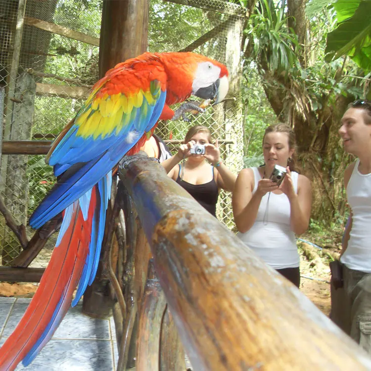 Guacamaya roja posada en una baranda mientras visitantes la fotografían